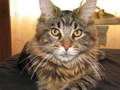 Merlin