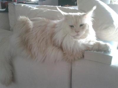 Merlin