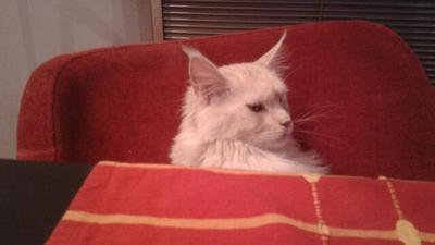 Merlin