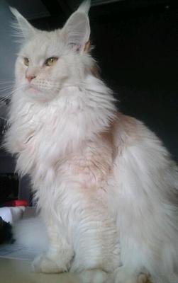 Merlin