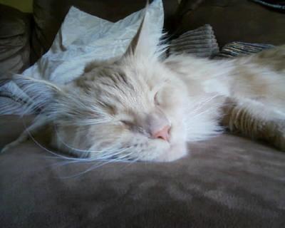 Merlin