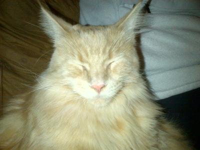 Merlin