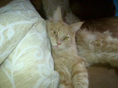 Merlin