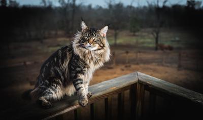 beautiful brown tabby maine coon cat sitting on railing