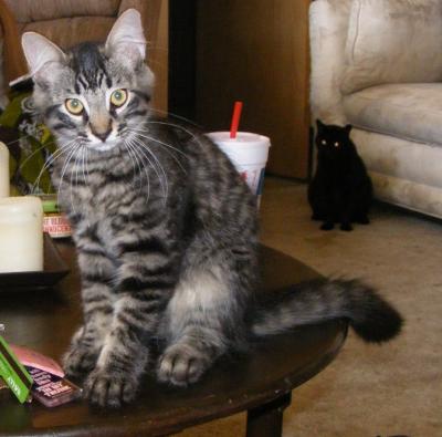 Mew at about 3 months