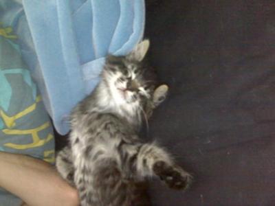 Mew at about 6 weeks old