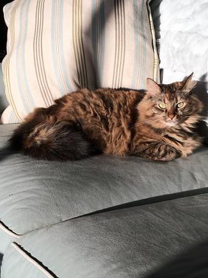 Mia Posing fluffy brown kitty laying on couch in sunshine.