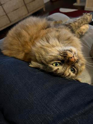 Mia hogging the recliner! fluffy brown kitty laying upside down.