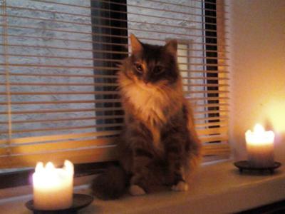 Mickey! male maine coon