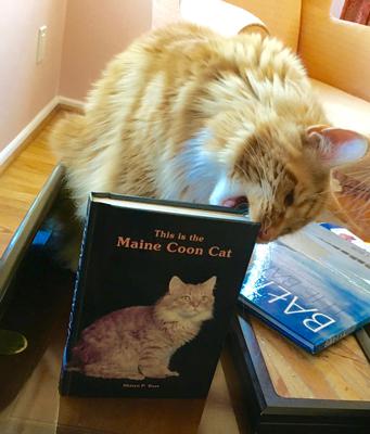 Midas ginger maine coon cat biting the corner of a maine coon themed book.