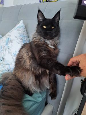 handsome black smoke maine coon cat