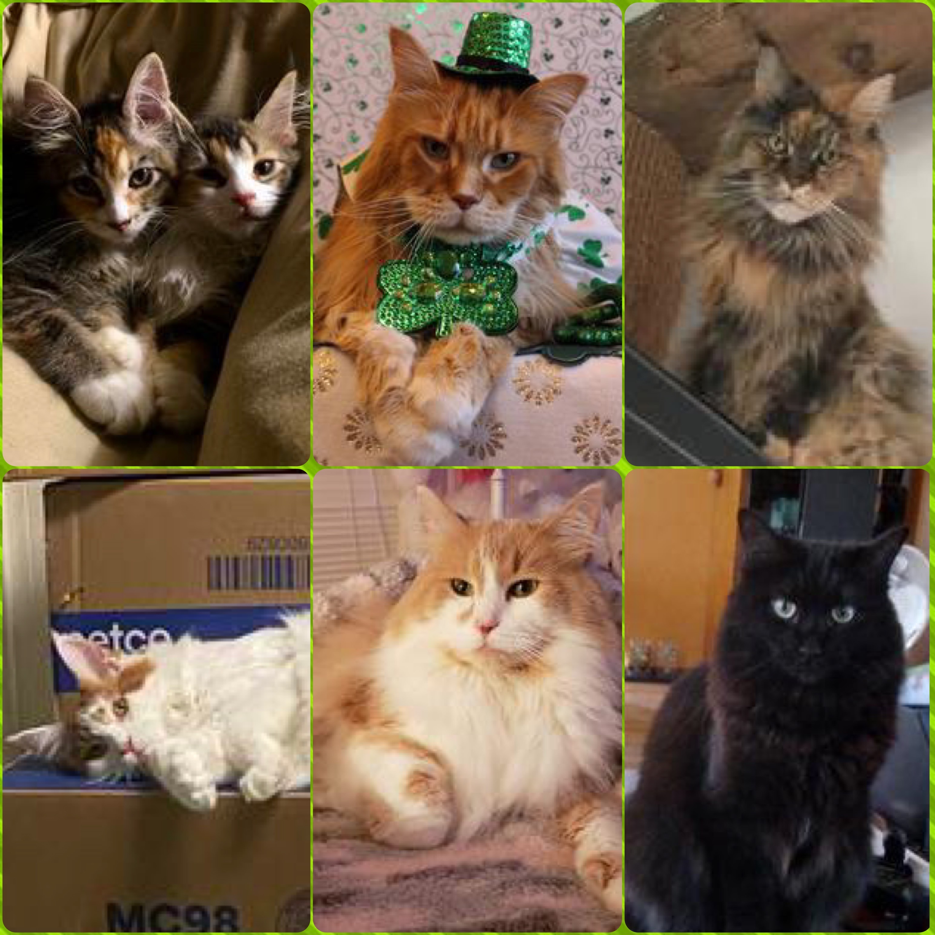 collage of maine coon cats