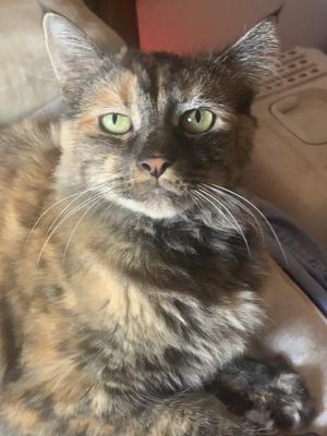 face closeup fluffy calico cat