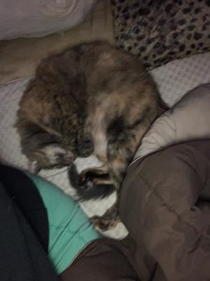 calico cat curled up sleeping on couch