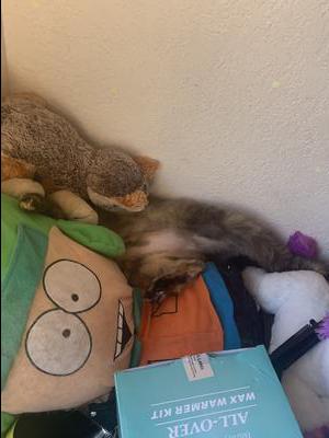 calico cat sleeping on stuffed toys