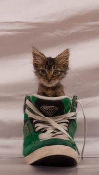 mike patton, kitten in shoe