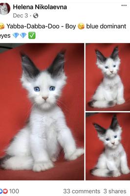 cute van colored maine coon kitten with big ears