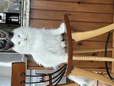 van colored maine coon cat on a kitchen stool with ears back.