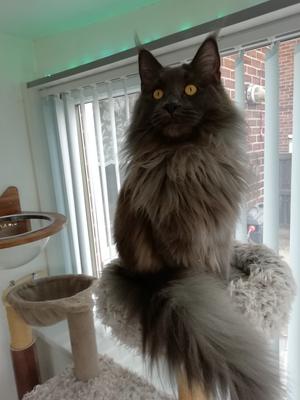 beautiful black smoke maine coon cat on a cat tree.