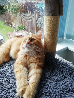 red ginger maine coon on cat tree.