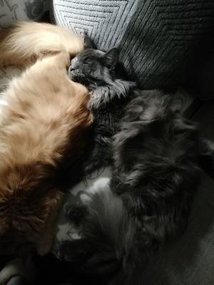 two maine coons cuddling