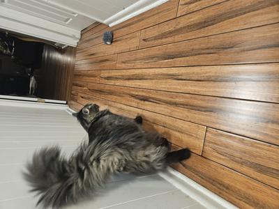Milo fluffy cat with luxurious tail walking away down hallway.
