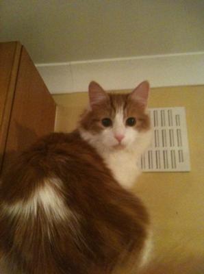 Milo ginger and white maine coon cat