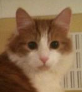Milo ginger and white maine coon mix