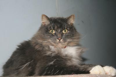 Milo