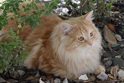 Milo