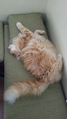Milo