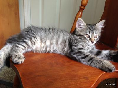 Minette