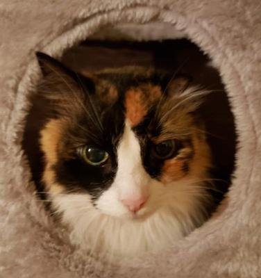 Playful Purr-sonality calico cat's head poking out of cat tree