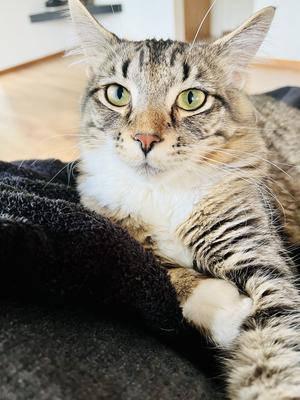 face closeup of brown tabby kitty