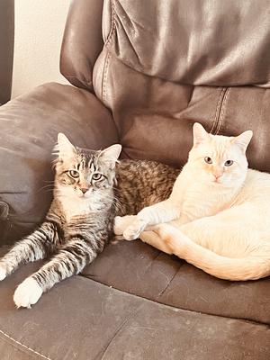 two cats laying together on couch