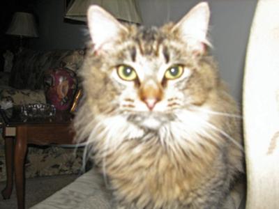 Mischa