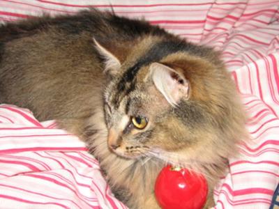 Mischa