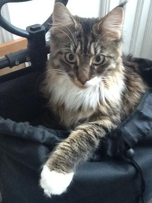 Mischa