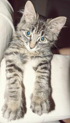 Mishka