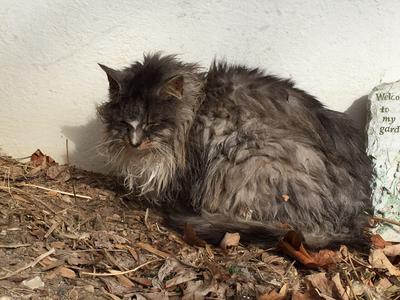 Mishu sad tabby cat in need of rescue