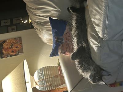 purebred brown tabby maine coon laying upside down on couch.