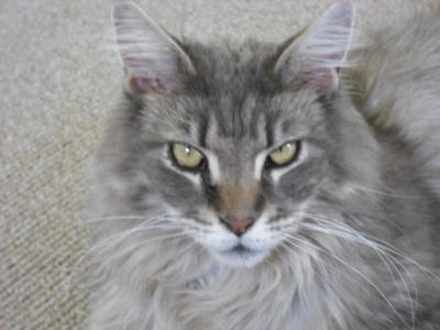 Miss Fluffy