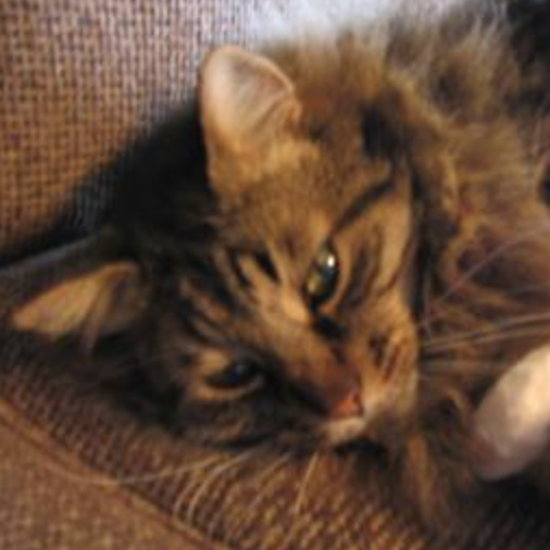 Miss Kitty pretty brown tabby maine coon girl
