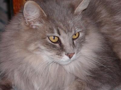 Miss Kitty