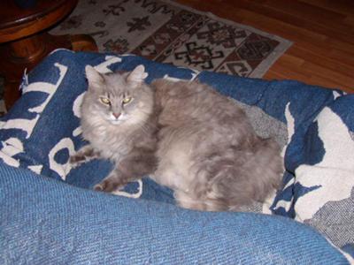 Miss Kitty