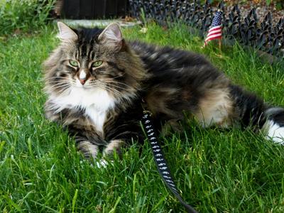Miss Persia