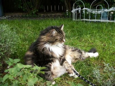 Miss Persia