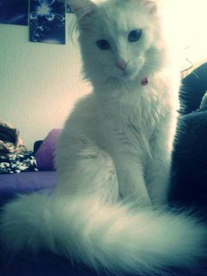Missy