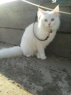 Missy