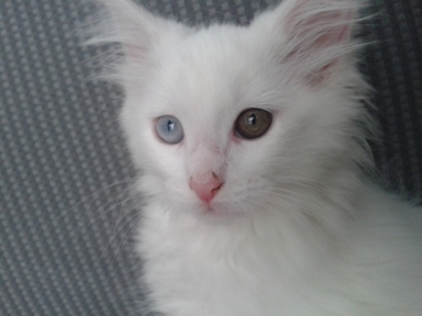 Missy